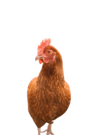 Hen A
