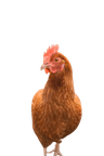 Hen B