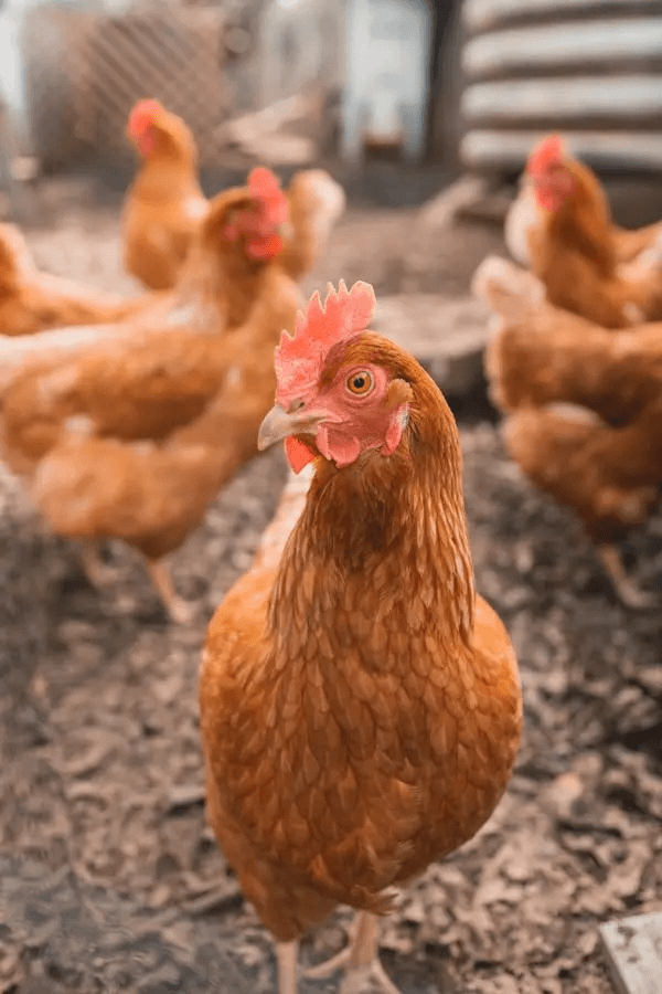 Free-range Gavran hen on green pasture at Gavran Murge farm